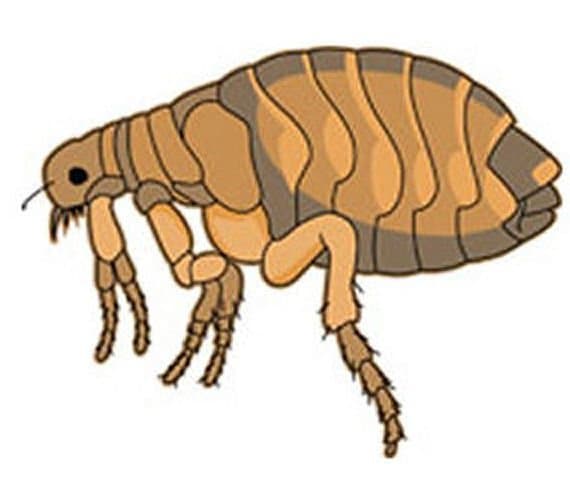 Flea (fan expansion for Hive)