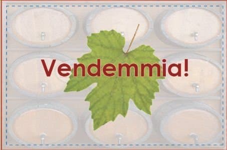 Vendemmia!